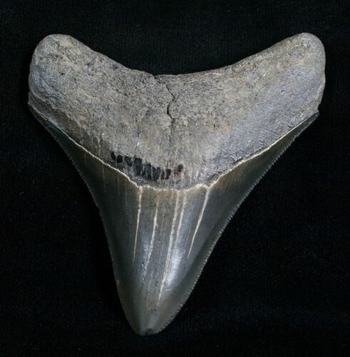 Inch Serrated Megalodon Tooth #4969